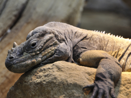 Nashornleguan